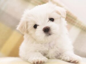 CURIOSIDADES DEL 21 DE JULIO: DIA DEL PERRO