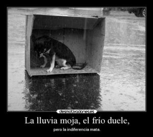 CURIOSIDADES DEL 17 DE AGOSTO: DIA DEL ANIMAL SIN HOGAR