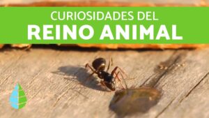 15 DE AGOSTO: LAS HORMIGAS NO DUERMEN Y MAS CURIOSIDADES ANIMALES