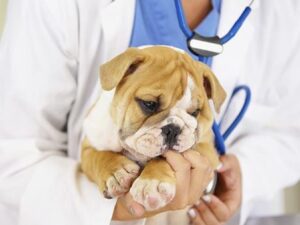 CURIOSIDADES DEL 6 DE AGOSTO: DIA DEL VETERINARIO
