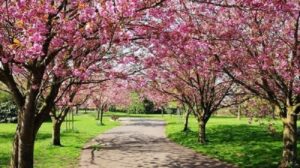 CURIOSIDADES DEL 22 DE SEPTIEMBRE: HOY EMPIEZA LA PRIMAVERA