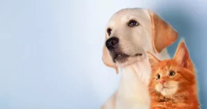 CURIOSIDADES DEL 10 DE DICIEMBRE: DIA DE LOS DERECHOS DE LOS ANIMALES