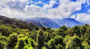 CURIOSIDADES DEL 16 DE DICIEMBRE: BOSQUE TROPICAL EN LA ANTARTIDA