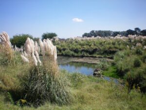 CURIOSIDADES DEL 2 DE FEBRERO: DIA DE LOS HUMEDALES