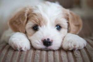 CURIOSIDADES DEL 23 DE MARZO: DIA DE LOS CACHORROS
