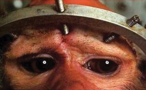 CURIOSIDADES DEL 24 DE ABRIL: DIA DEL ANIMAL DE LABORATORIO