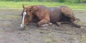 IGUAL QUE EN MERCEDES: INVESTIGAN POSIBLE CASO DE ENCEFALOMIELITIS EQUINA EN LUJÁN