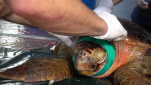 RESCATAN UNA TORTUGA GRAVEMENTE HERIDA POR UNA HÉLICE EN EL RÍO LUJÁN