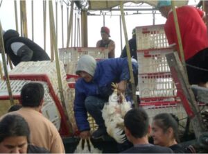 SALTO: VECINOS SAQUEAN UN CAMIÓN LLENO DE POLLOS
