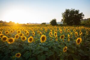 DECLARAN EL ALERTA FITOSANITARIO POR PLAGA QUE AFECTA AL GIRASOL