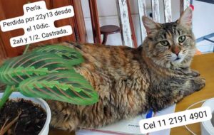 BUSCAN A PERLA: SI LA VISTE, HACESELO SABER A SU FAMILIA QUE LA ESPERA