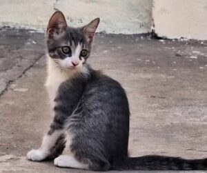 FAMILIA BUSCA A SU GATITO PEDRO