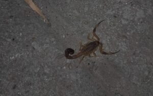 ALERTA: ENCUENTRAN UN ALACRÁN EN LA PLAZA DE LA ESTACIÓN