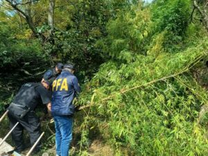 PFA DE MERCEDES ALLANÓ HOSPITAL SOMMER Y SECUESTRÓ 21 KG DE MARIHUANA