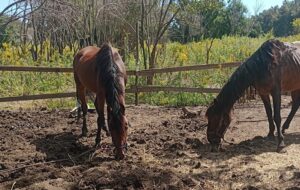 ONG MERCEDINA TRABAJA EN EL RESCATE DE CABALLOS Y PERROS PERO NECESITA AYUDA