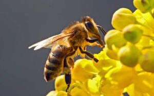 CURIOSIDADES DEL 20 DE MAYO: DIA MUNDIAL DE LAS ABEJAS