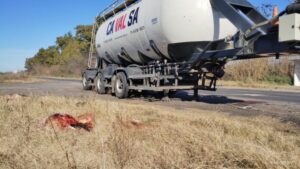 LUJÁN: CAMIÓN EMBISTIÓ Y MATÓ A OCHO VACAS