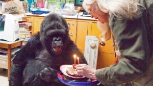 CURIOSIDADES DEL 4 DE JULIO: NACIÓ KOKO LA GORILA QUE HABLABA POR SIGNOS