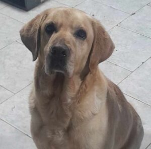 VECINOS DEL INCENDIO DE VIVIENDA SUFREN POR LA PÉRDIDA DE SU PERRO