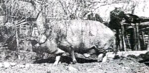 HISTORIAS DE MERCEDES: DAN A CONOCER EL CERDO MÁS GRANDE JAMÁS CARNEADO