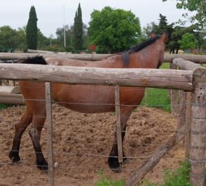 SEGURIDAD APLICA ORDENANZA SOBRE ANIMALES SUELTOS