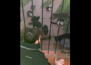 BEATRIZ DEL TROCHA PIDE AYUDA A VECINOS PORQUE QUEDARON 40 GATITOS SIN ATENCIÓN