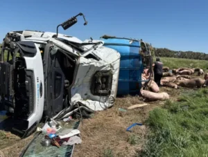 CHACABUCO: VOLCÓ CAMIÓN CON CERDOS EN RUTA 7 Y VECINOS SAQUEARON LA CARGA