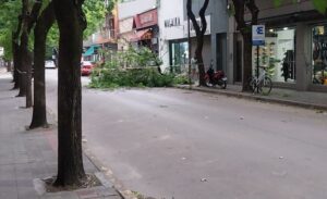 CORTE DE CALLES CÉNTRICAS POR CAÍDA DE ÁRBOL