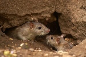 ADOLESCENTE GILENSE EN GRAVE ESTADO POR HANTAVIRUS