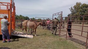 OPERATIVO EN EL CALABRIA: SECUESTRAN CABALLOS SUELTOS Y REFUERZAN SEGURIDAD VIAL