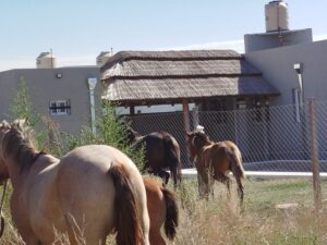 SEGURIDAD TRASLADÓ A RESGUARDO SIETE CABALLOS SUELTOS EN VÍA PÚBLICA