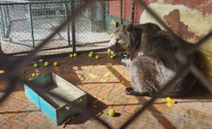 OPERATIVO EN ZOO LUJÁN: TRASLADAN OSOS Y TIGRESA A EUROPA