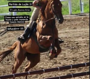 BÚSQUEDA DESESPERADA DE YEGUA DE SALTO ROBADA EN OLIVERA