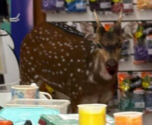 ¡INSÓLITO! UN CIERVO APARECIÓ EN GILES E INGRESÓ A COMERCIO CÉNTRICO