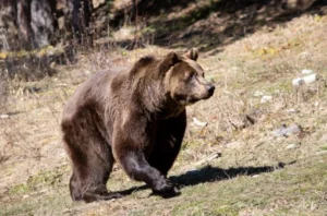 DEL ENCIERRO EN LUJÁN A LA LIBERTAD EN BULGARIA: LA NUEVA VIDA DE FLORENCIA Y GORDO