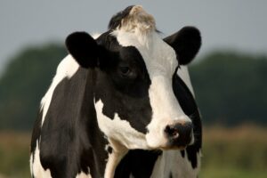 CARBAP CRITICÓ DURAMENTE LOS CAMBIOS EN LA VACUNACIÓN POR AFTOSA