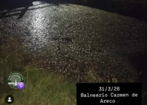 RIO ARECO: MORTANDAD DE PECES Y DENUNCIAS DE CONTAMINACIÓN EN CARMEN DE ARECO