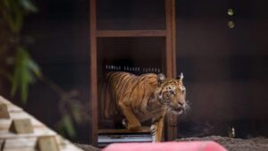 EL ÚLTIMO RUGIDO EN LIBERTAD: MURIÓ FLORA TRAS SER RESCATADA DEL ZOO LUJÁN